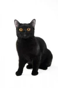 4 Simple Lessons in Branding from Blackie, the Stray Cat