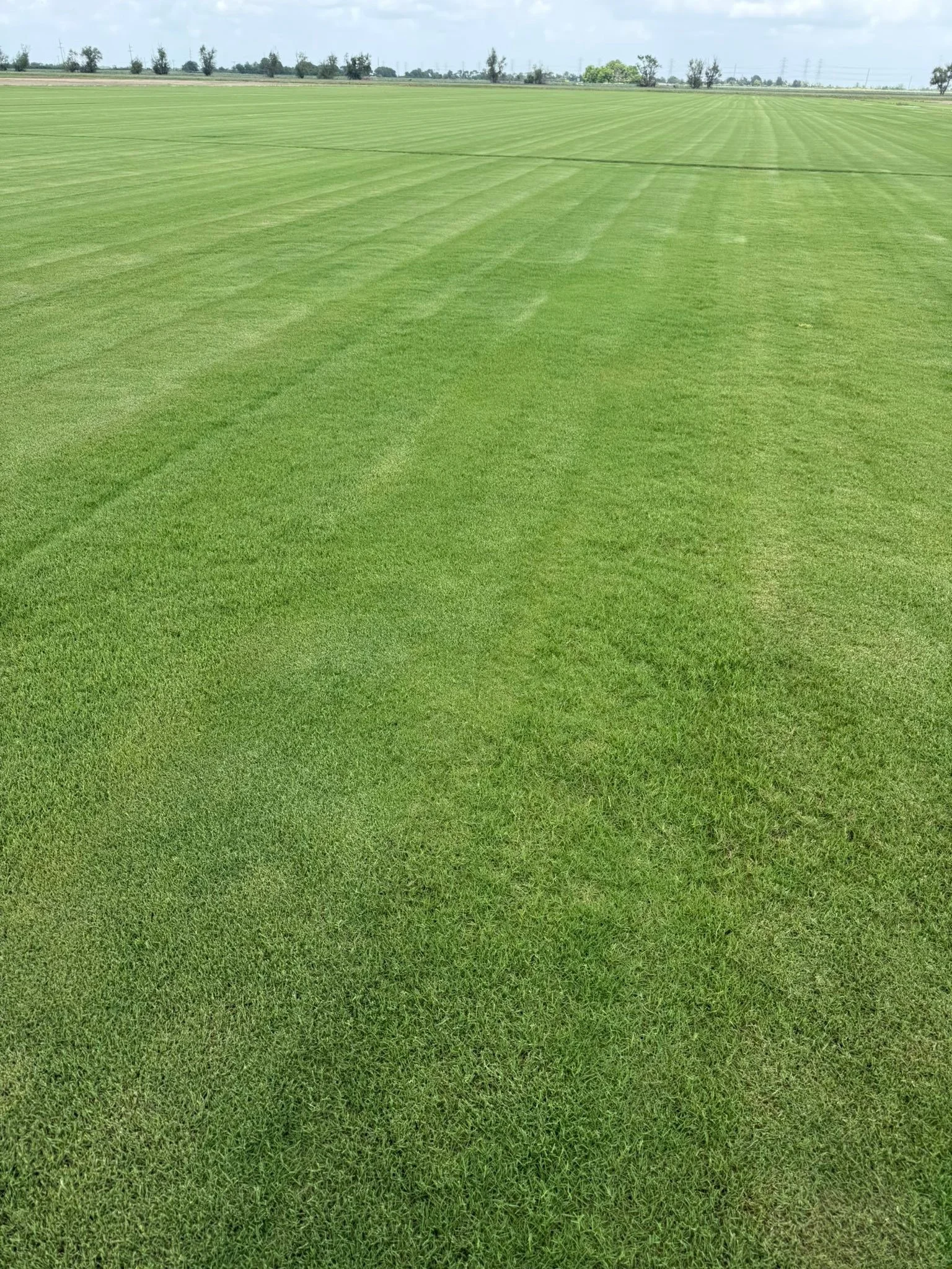 Fresh, high-quality sod delivered straight from our farm to your lawn 🌱

Offering 450 sq ft pallets of fresh sod &mdash; perfect for any project, big or small.
Great prices, unbeatable freshness, and service you can trust.

Call us today and transfo