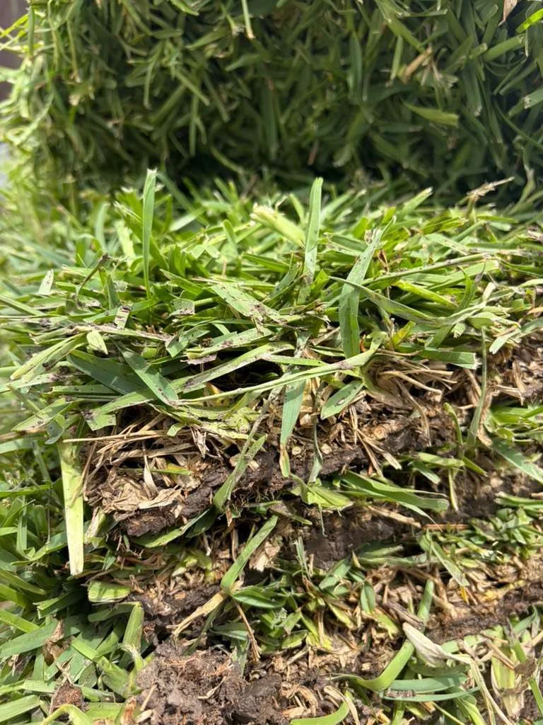 🌱 LVB Grass A Company You Can Trust! 

Upgrade your yard with fresh, beautiful grass from LVB Grass!

✅ 1 Pallet Covers: Up to 450 sq ft

💲 Pallet Price Start at: $235

Let us help you transform your lawn quickly and affordably. Quality grass, reli