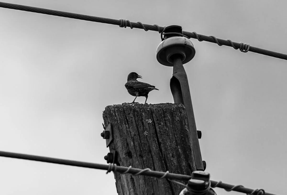 IMG_3813.jpg