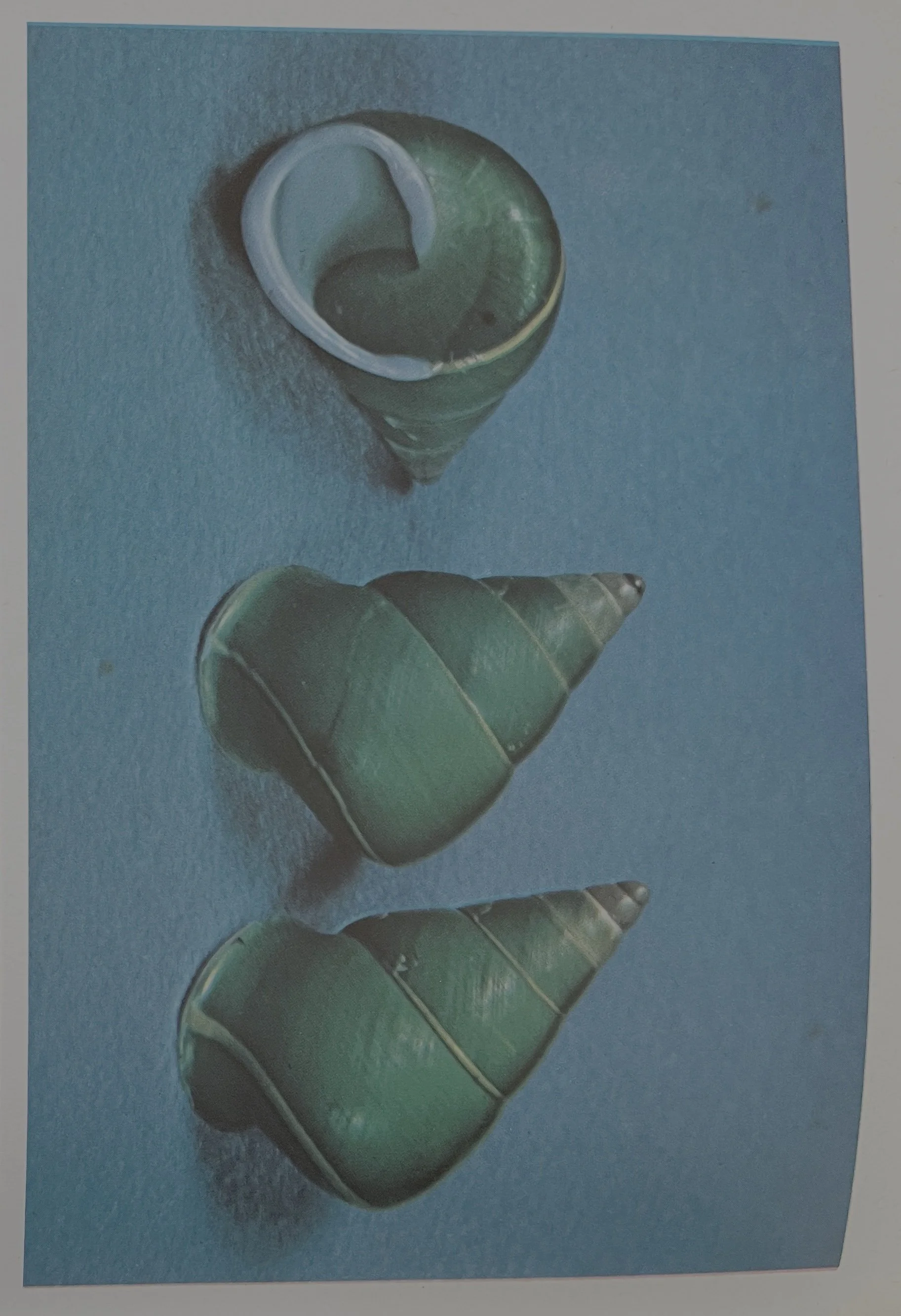 shells 3.jpg