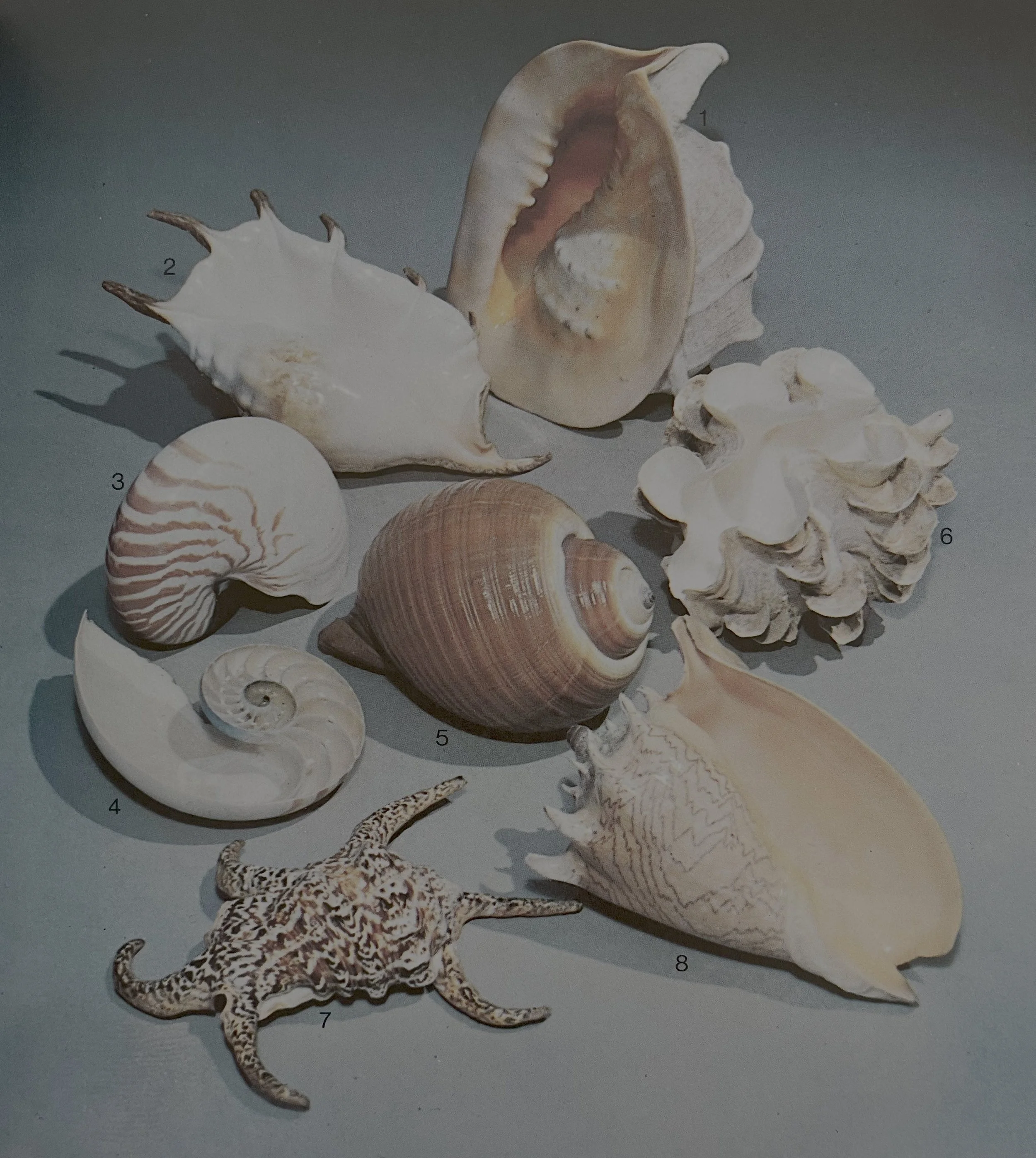 shells 1.jpg