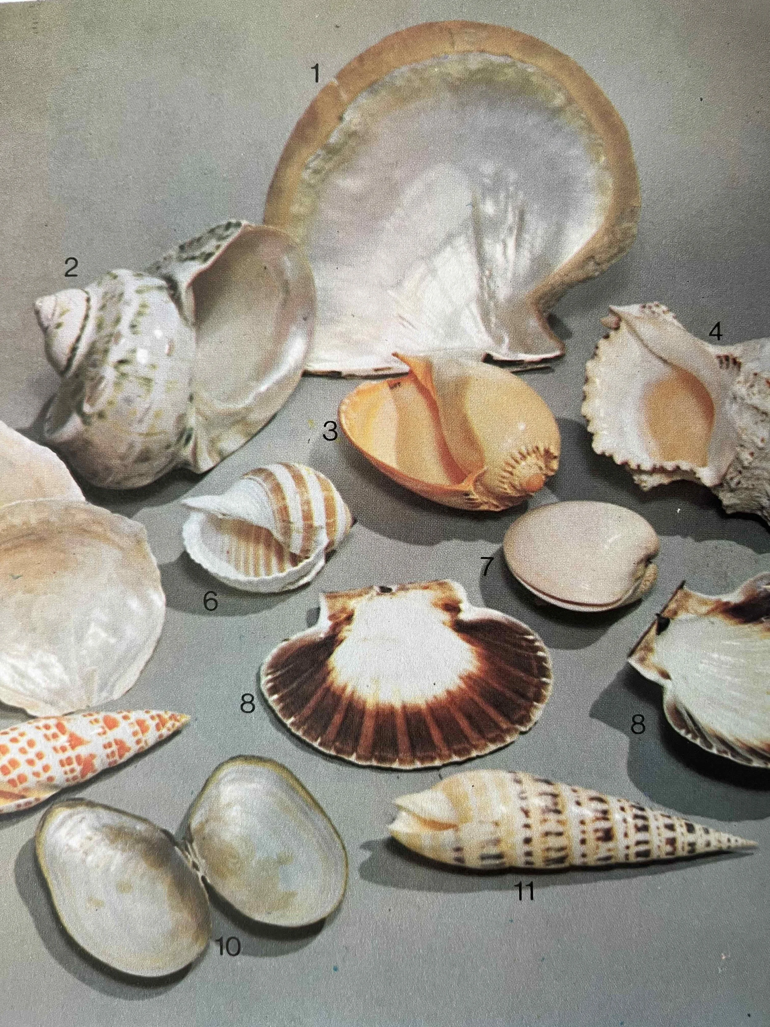 shells 4.jpg