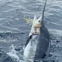 marlin-BAC.jpg