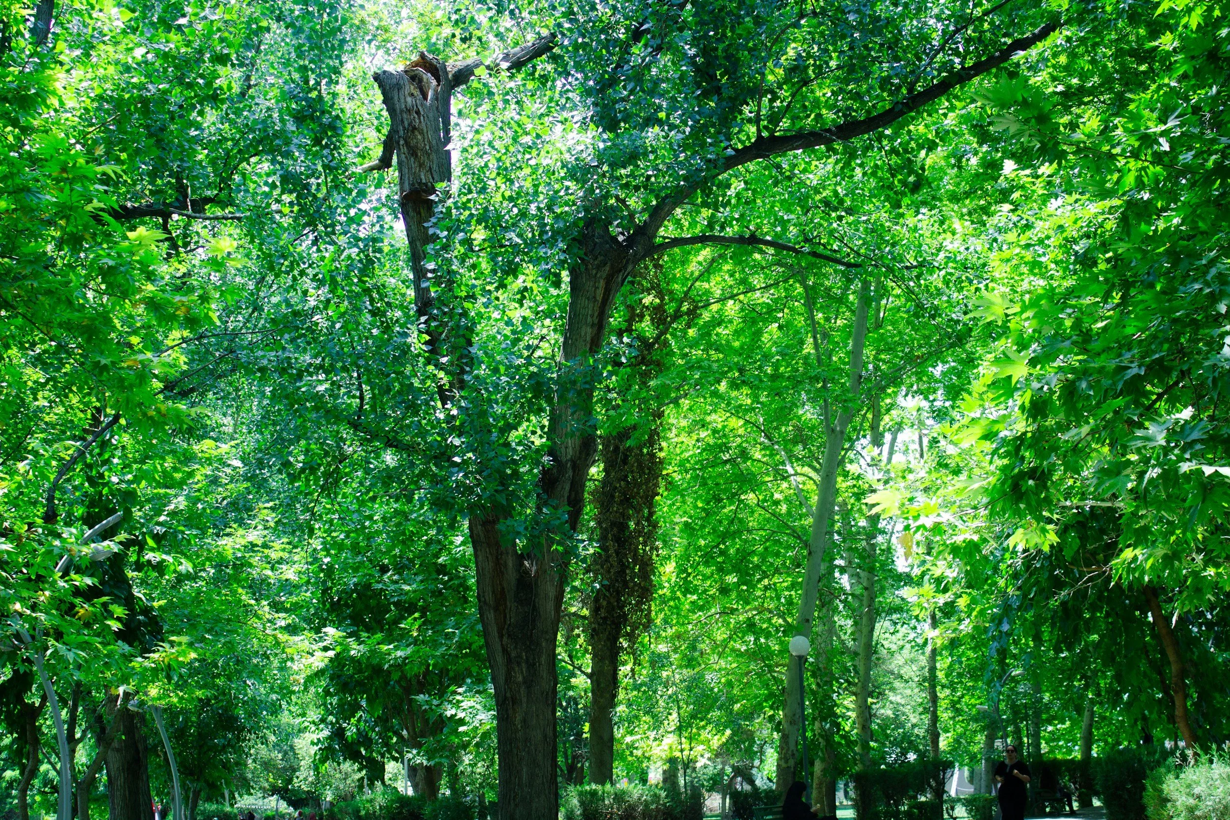 A lush green park with tall trees and people walking in the background.