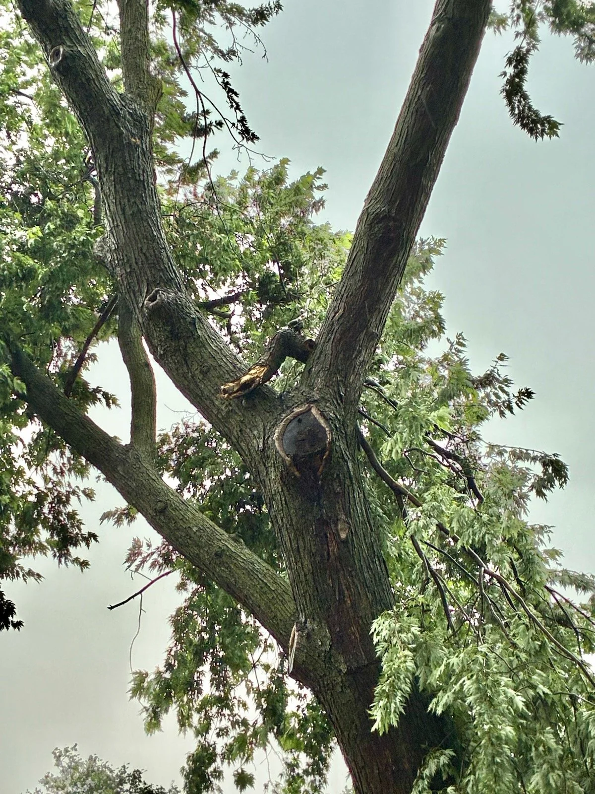 After the Storm: How to Triage Damaged Trees Before You Call for Removal