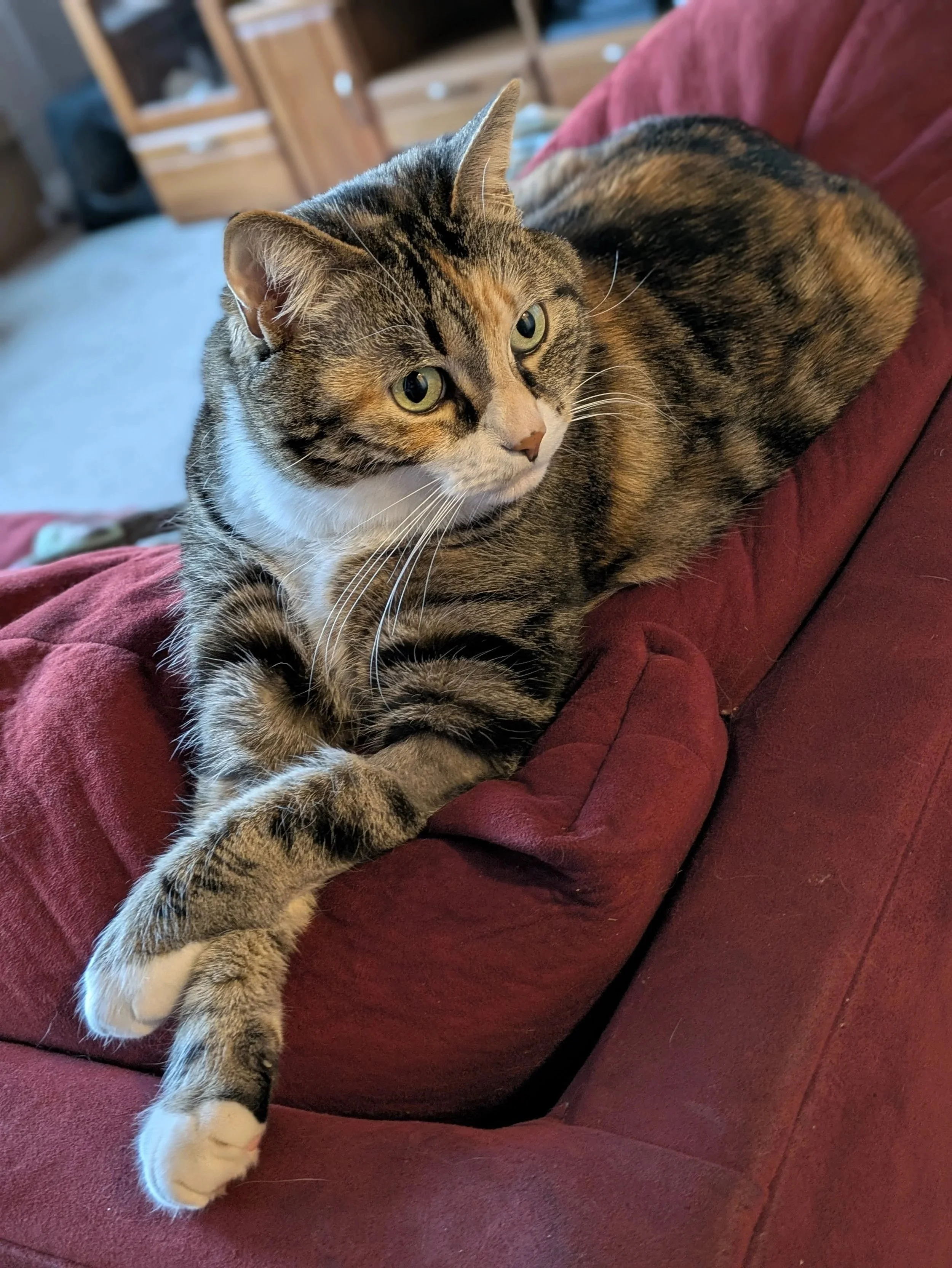 A picture of Maze, the cat who inspired the mascot of Le Chat Savant French Tutoring