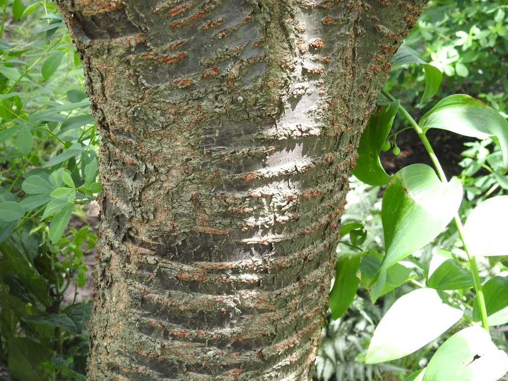 Wild Cherry Bark.jpg