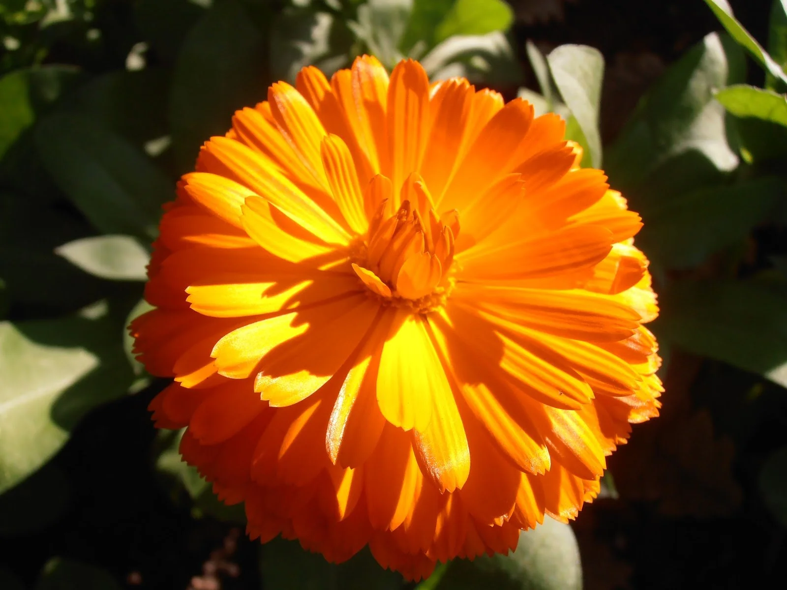 Calendula Flower.jpg