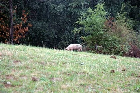 pigs in pasture.jpg