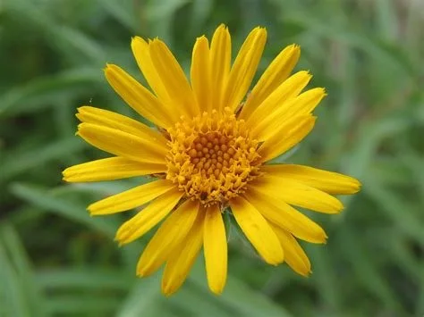 Arnica flowers.jpg