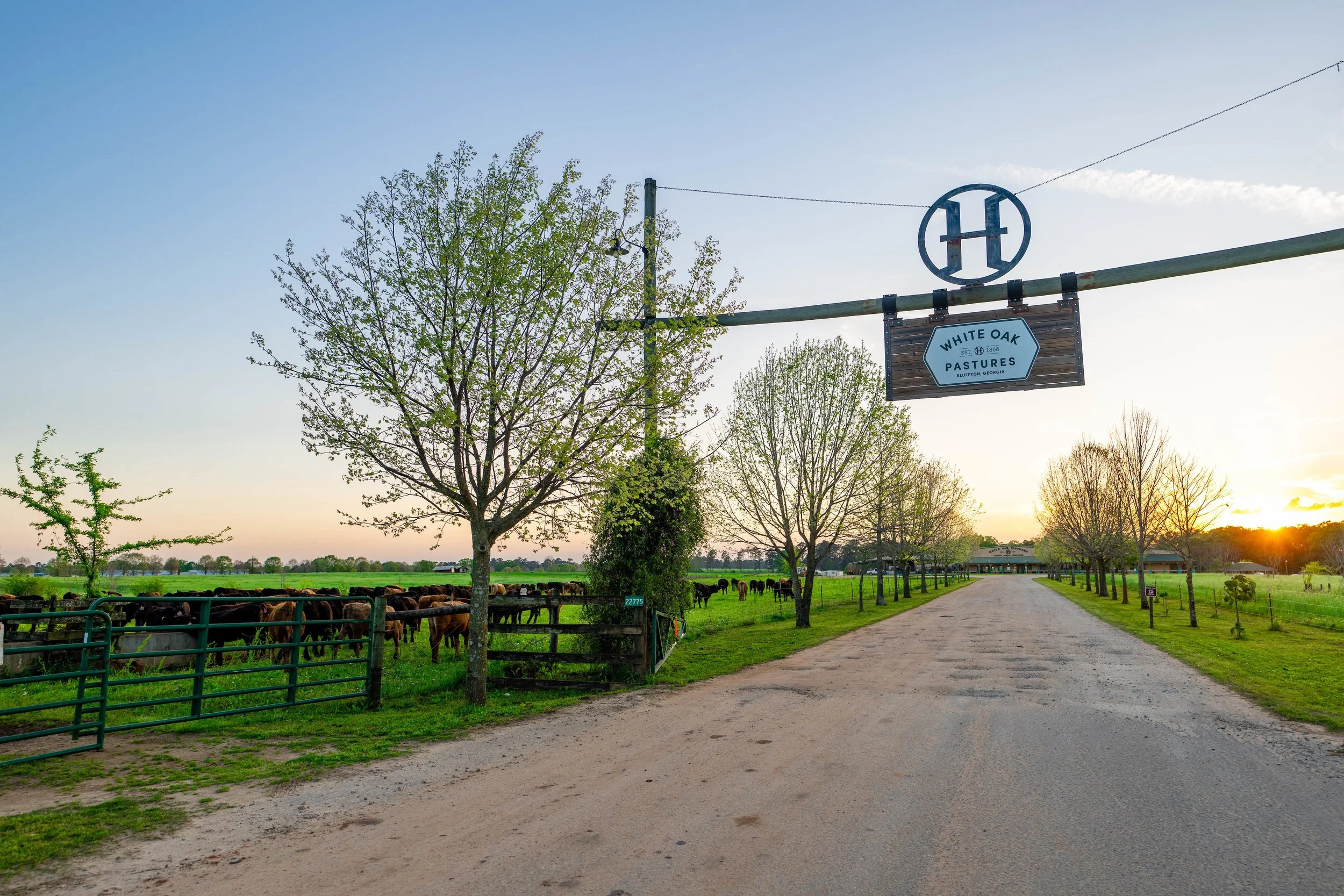 White Oaks.jpg
