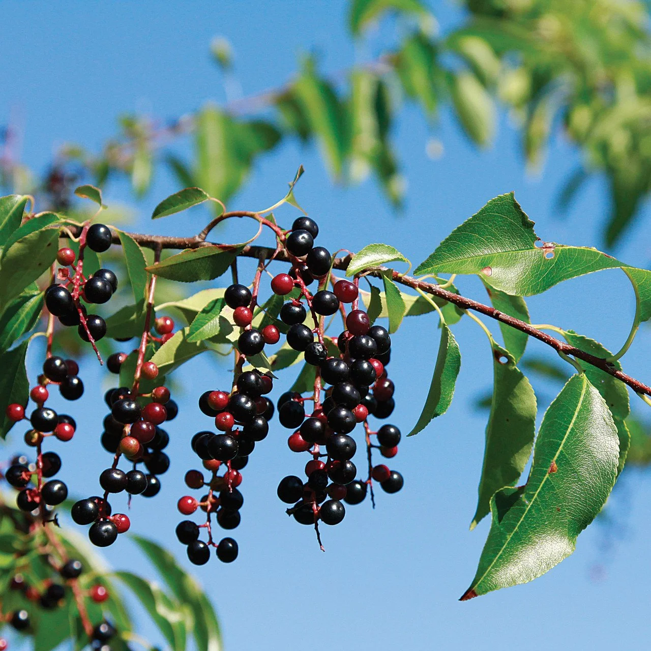 Wild Cherries.jpg