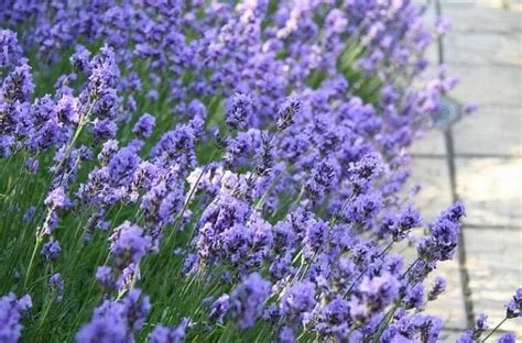 Lavender Flowers.jpg