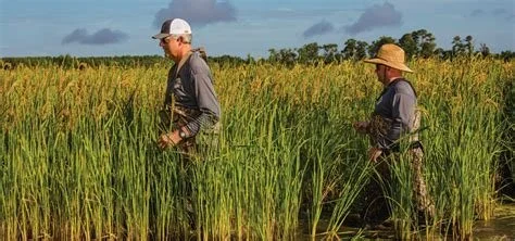 rice farmers.jpg (Copy)