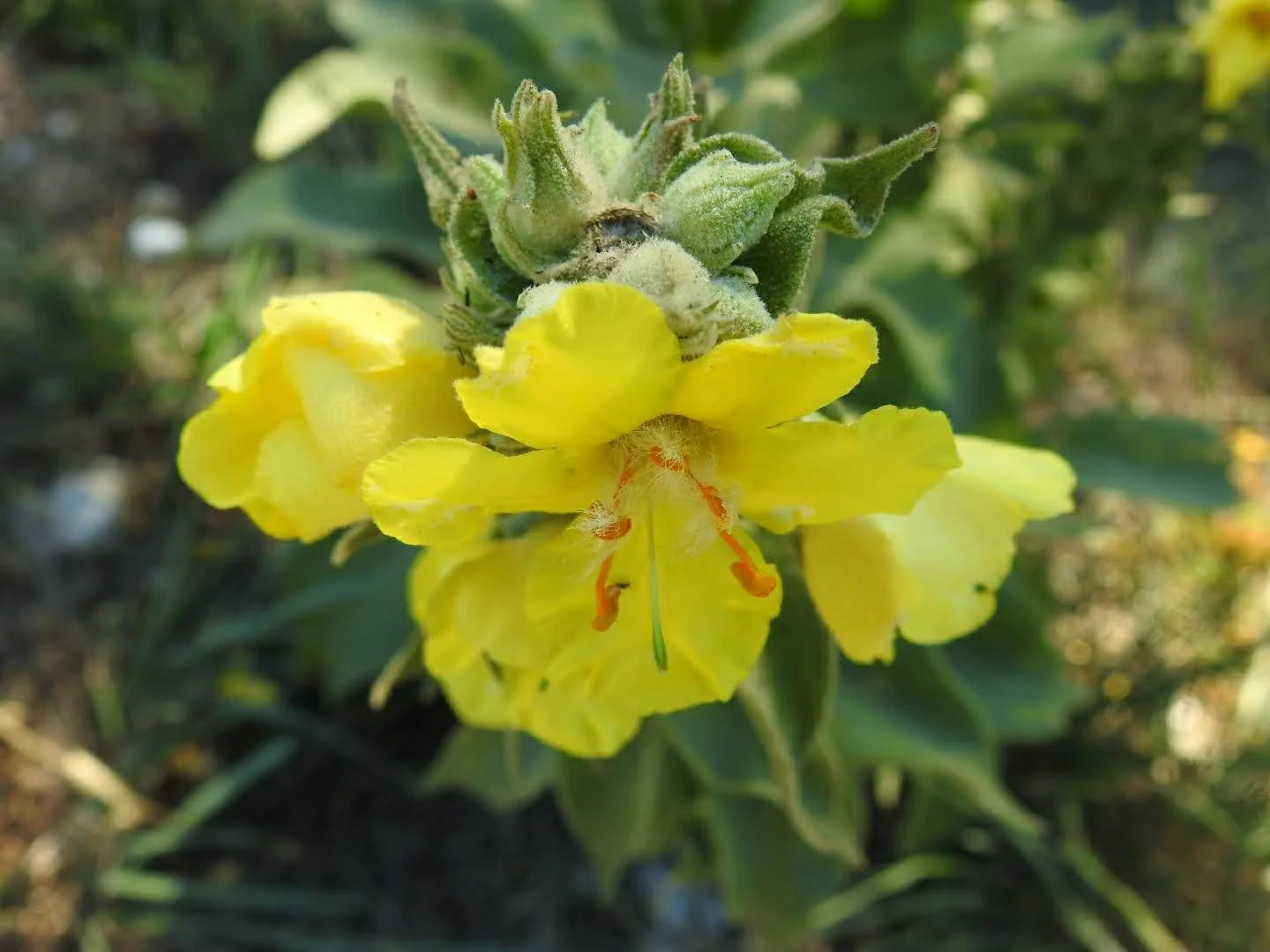 Mullein flower.jpg