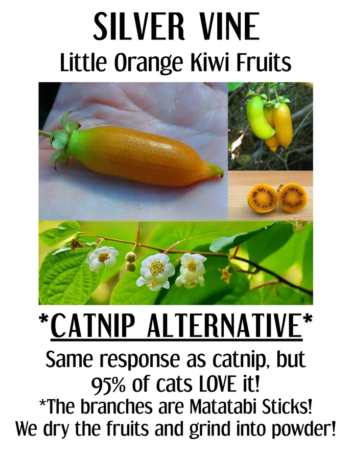 silver vine 3.webp