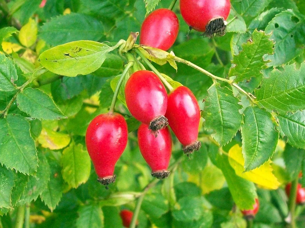 Rose Hips.jpg