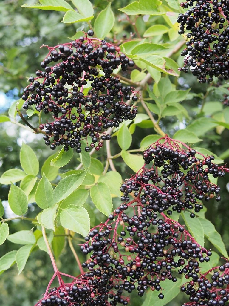 Elderberry Tree.jpg