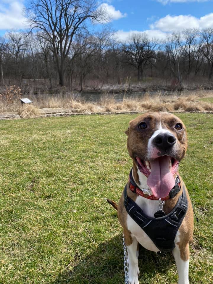A happy dog with its tongue out sitting on green grass, with leafless trees and a clear blue sky in the background.