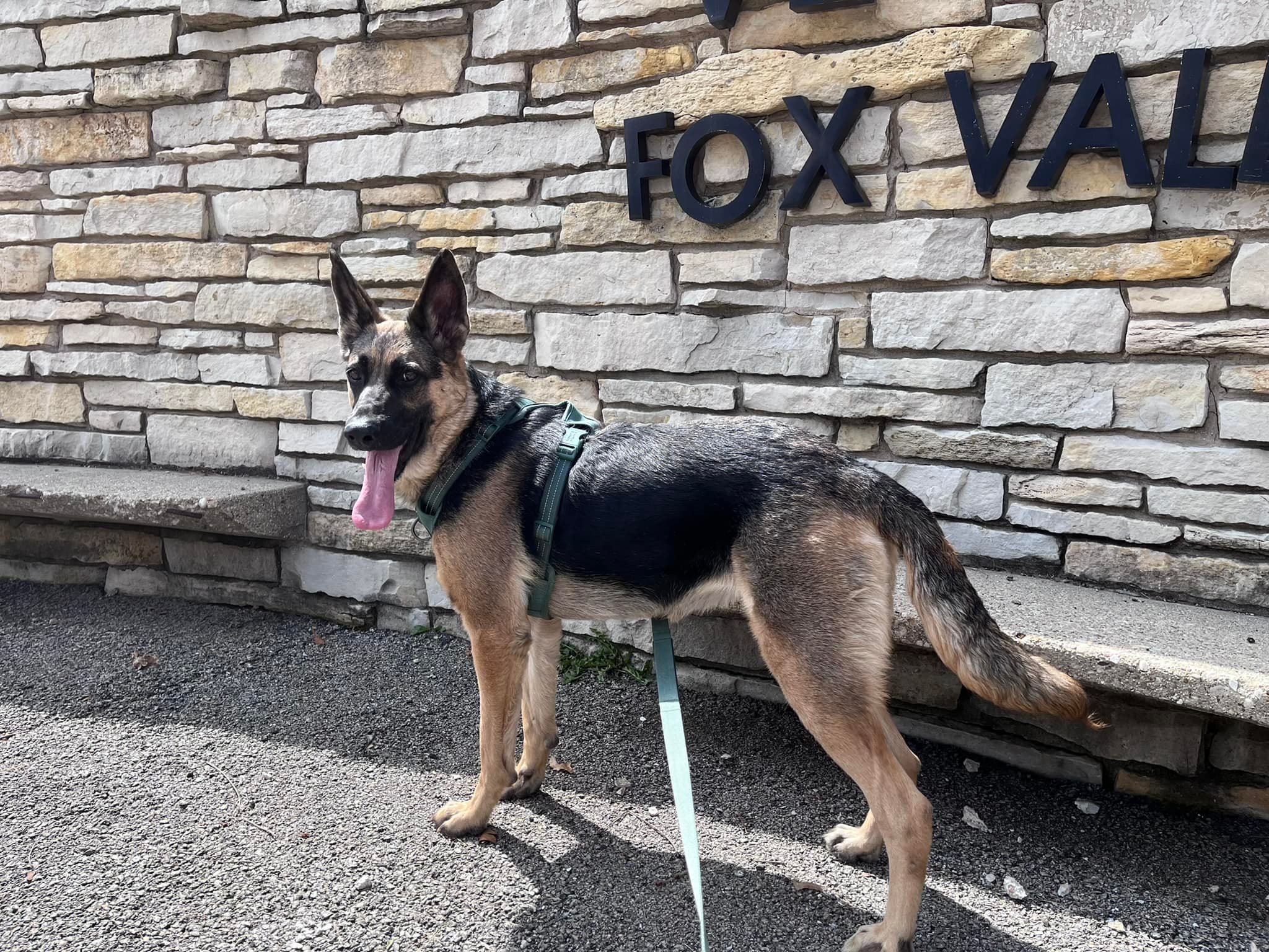 A young German Shepherd dog standing on asphalt in front of a stone wall with the words 'FOX VALLEY' on it, wearing a green harness, with its tongue hanging out.