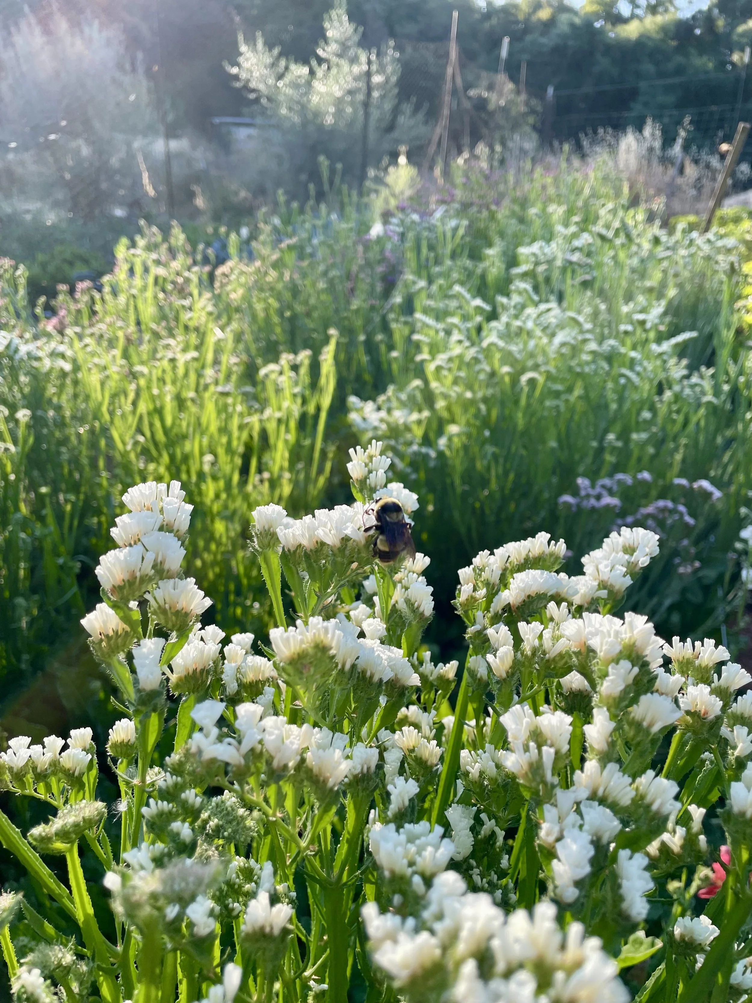 Close-up of white flowers with a bee on one of them, in a garden or flower field, with sunlight and a blurred background of greenery.