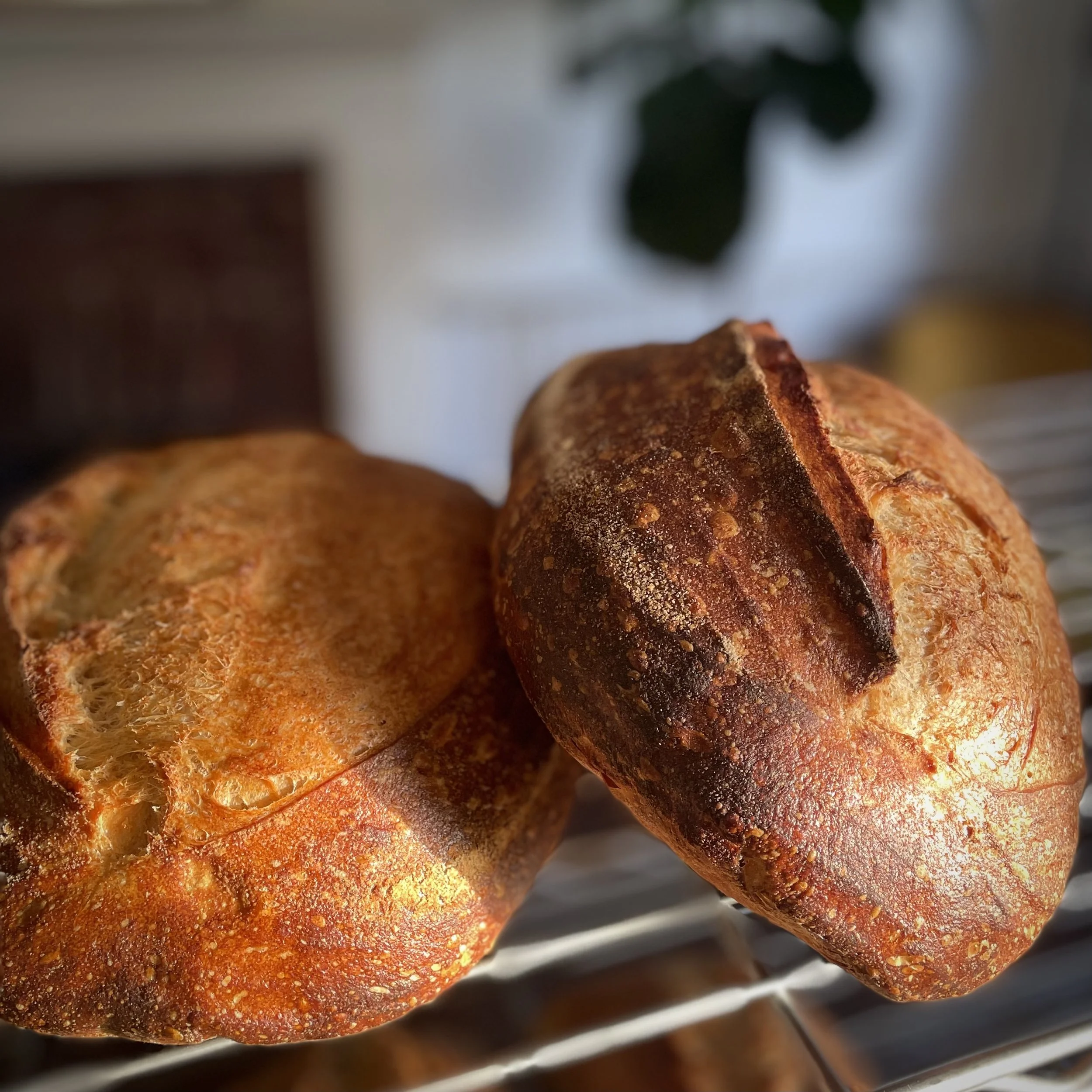 Close-up of two freshly baked sourdough bread loaves resting on a cooling rack in a kitchen setting.