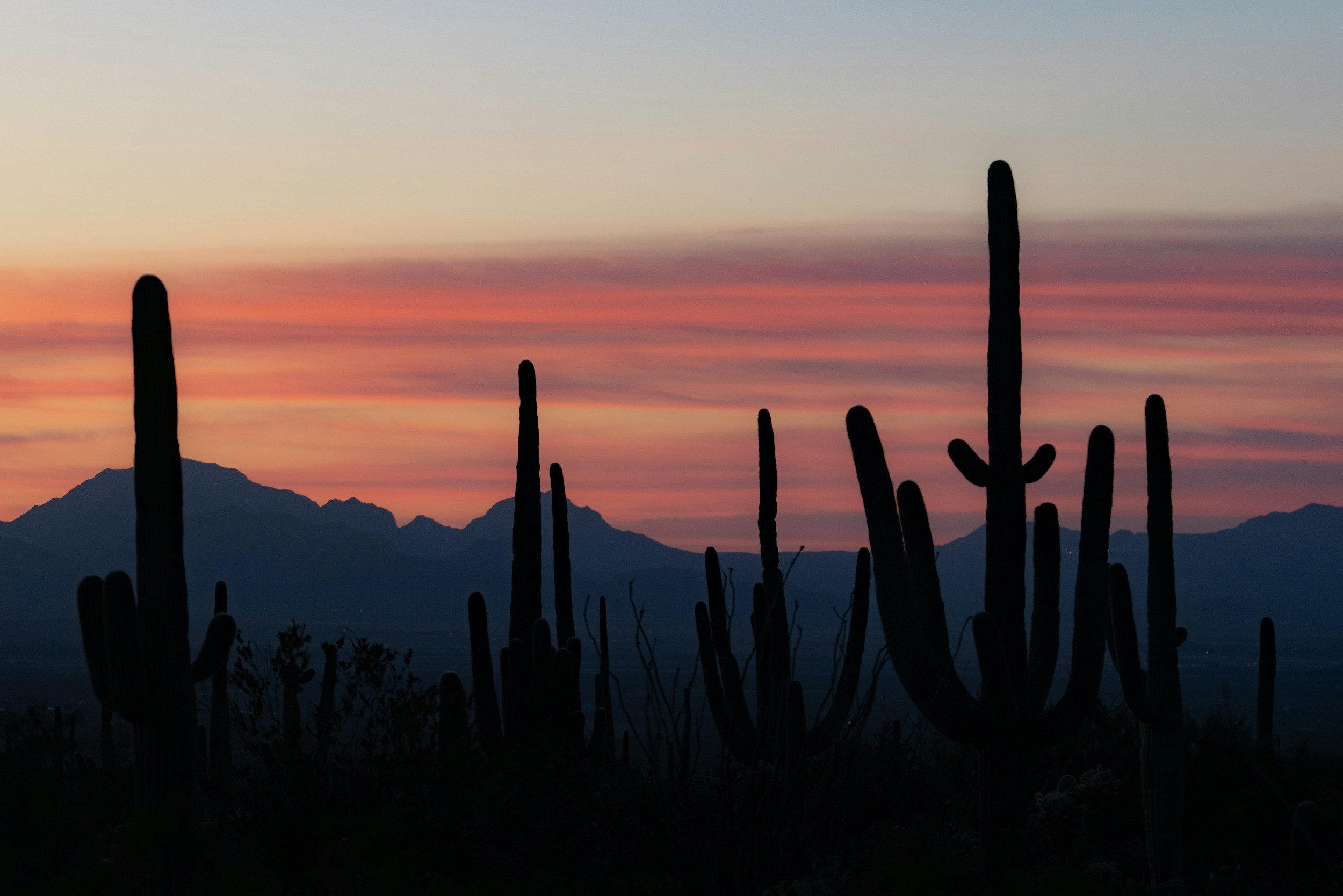 Desert landscape at sunset with silhouetted cactus plants and mountains in the background.