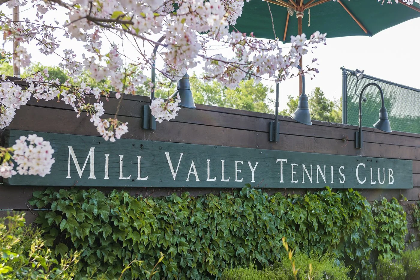 Sign at Mill Valley Tennis Club surrounded by pink flowering branches and green ivy in spring