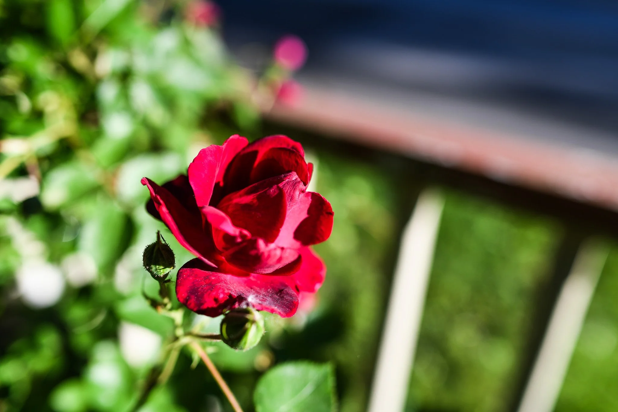 Rose.jpg