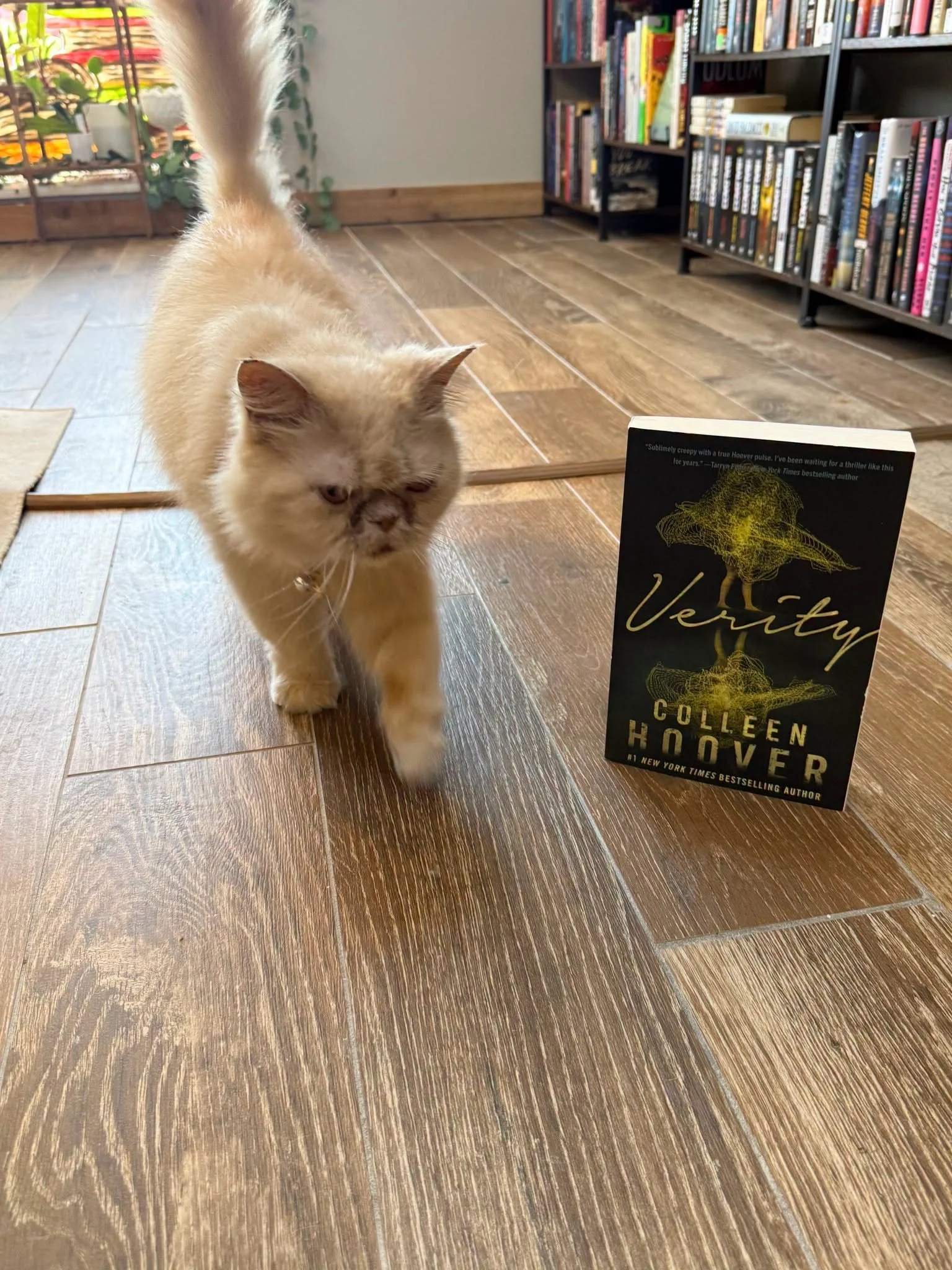 Princess book rec verity.jpg