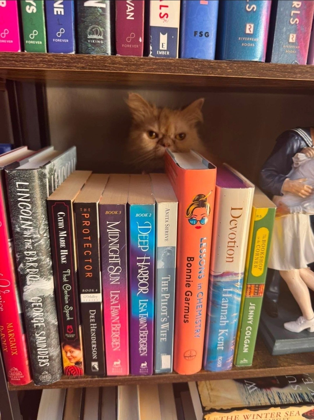 A cat with orange fur peeking out from between books on a bookshelf, with other colorful books around it.