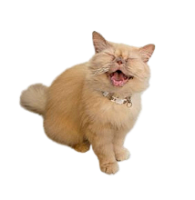 A fluffy, beige cat with a happy expression, sitting and looking forward.