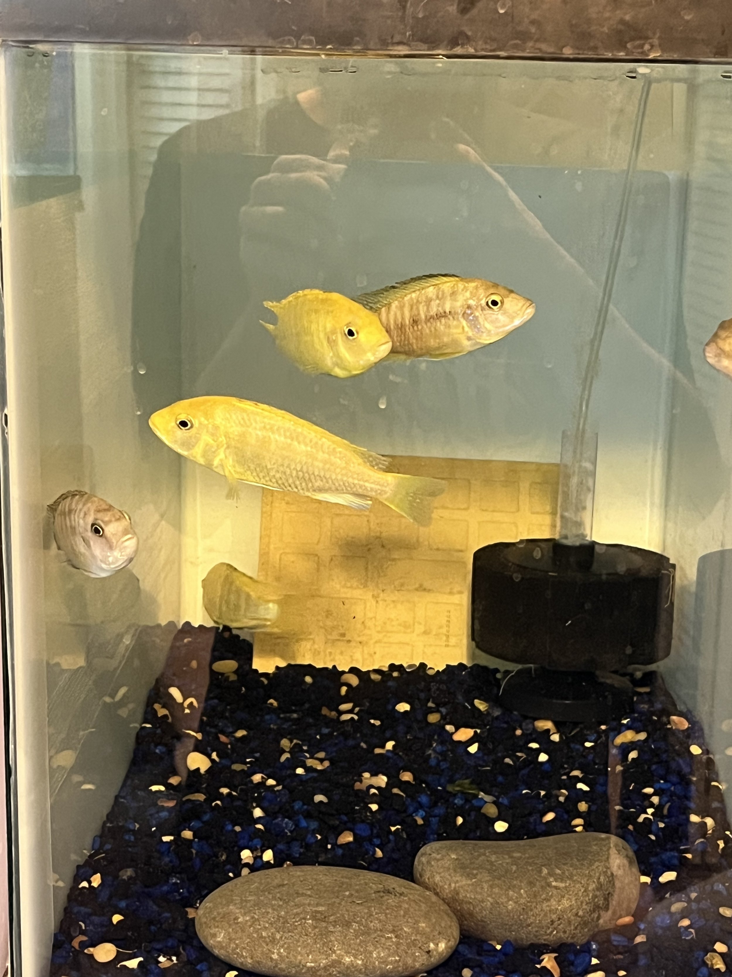 Yellow lab/ Electric yellow mbuna Hybrid