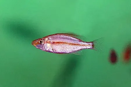 Malawi Eye Biter (Dimidiochromis compressiceps)