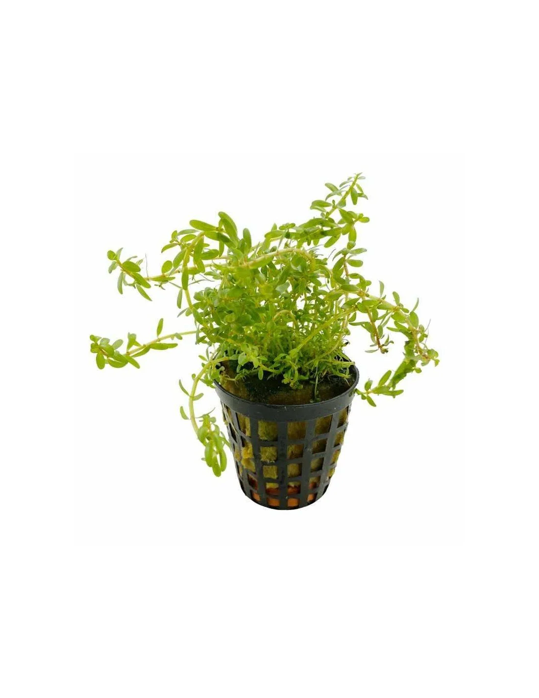 Rotala Wayanad