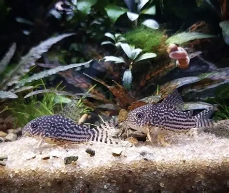Sterbai Cory Catfish (Corydoras sterbai)