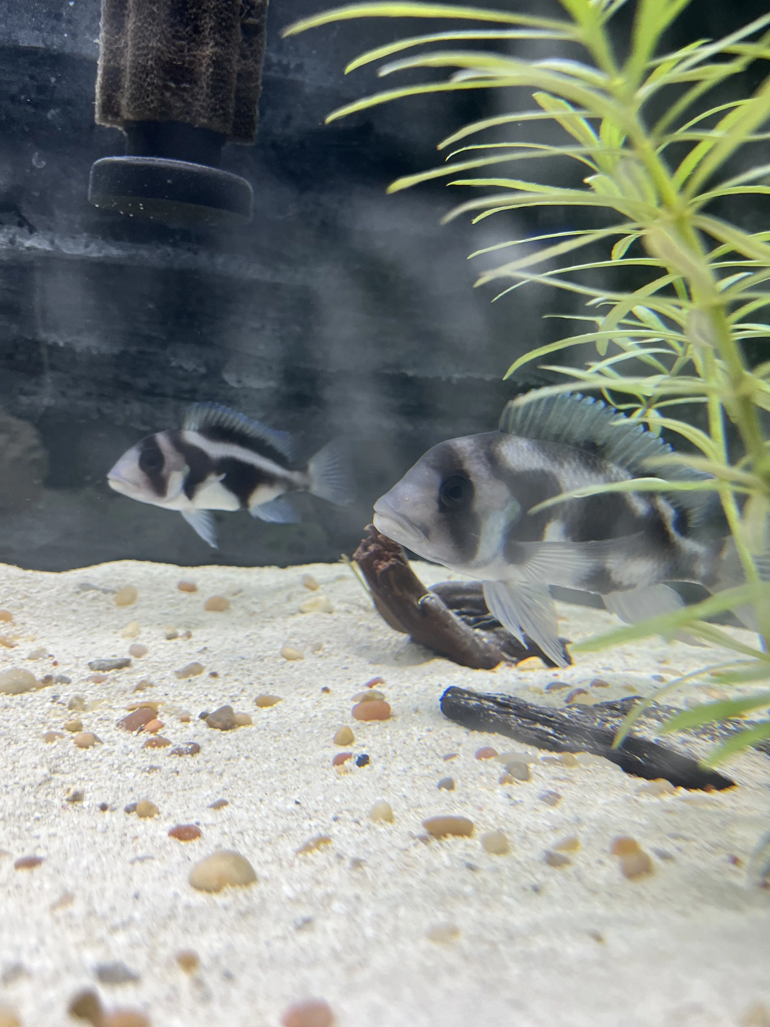 Black Widow Frontosa (Cyphotilapia frontosa)