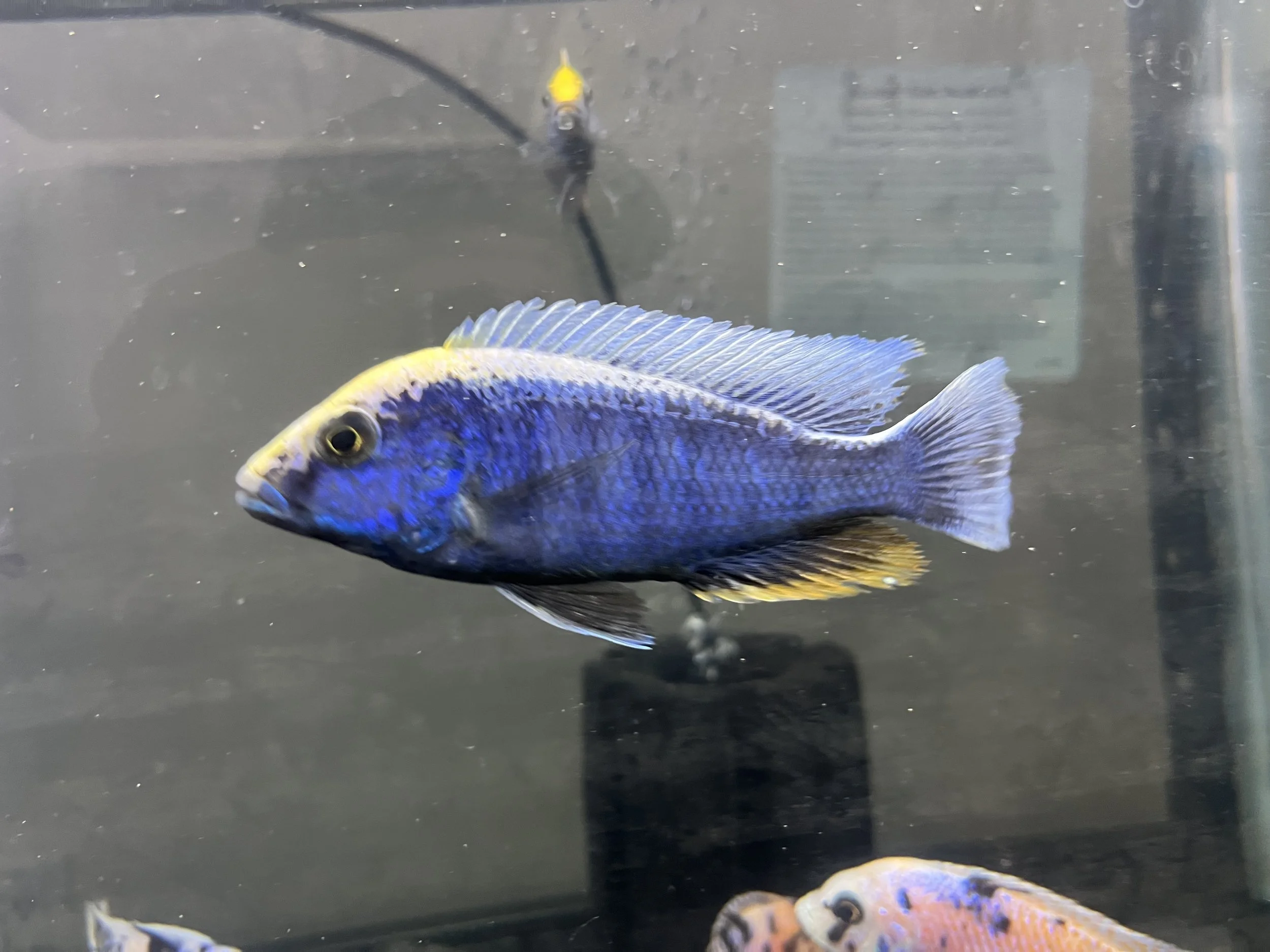 🐟 Sulfur Head Peacock Cichlid