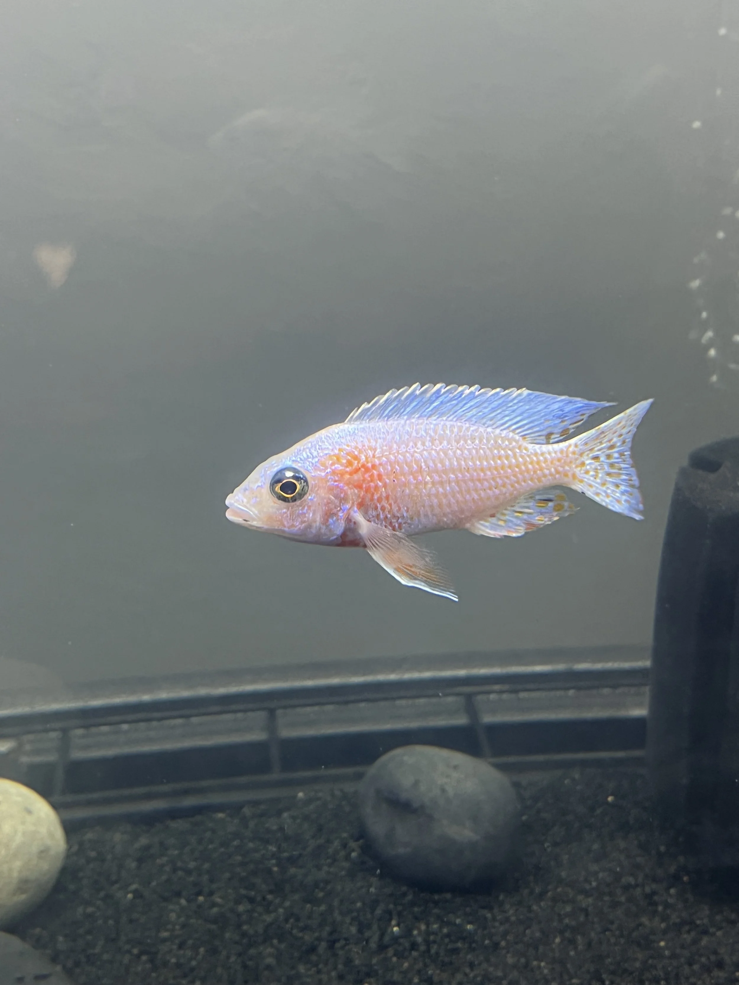 🐟 Dragon Blood Cichlid