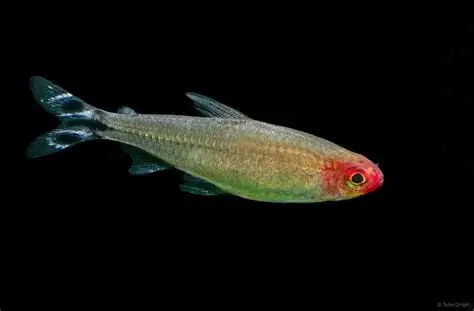 Rummy-nose Tetra