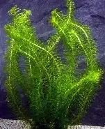 Elodea Najas