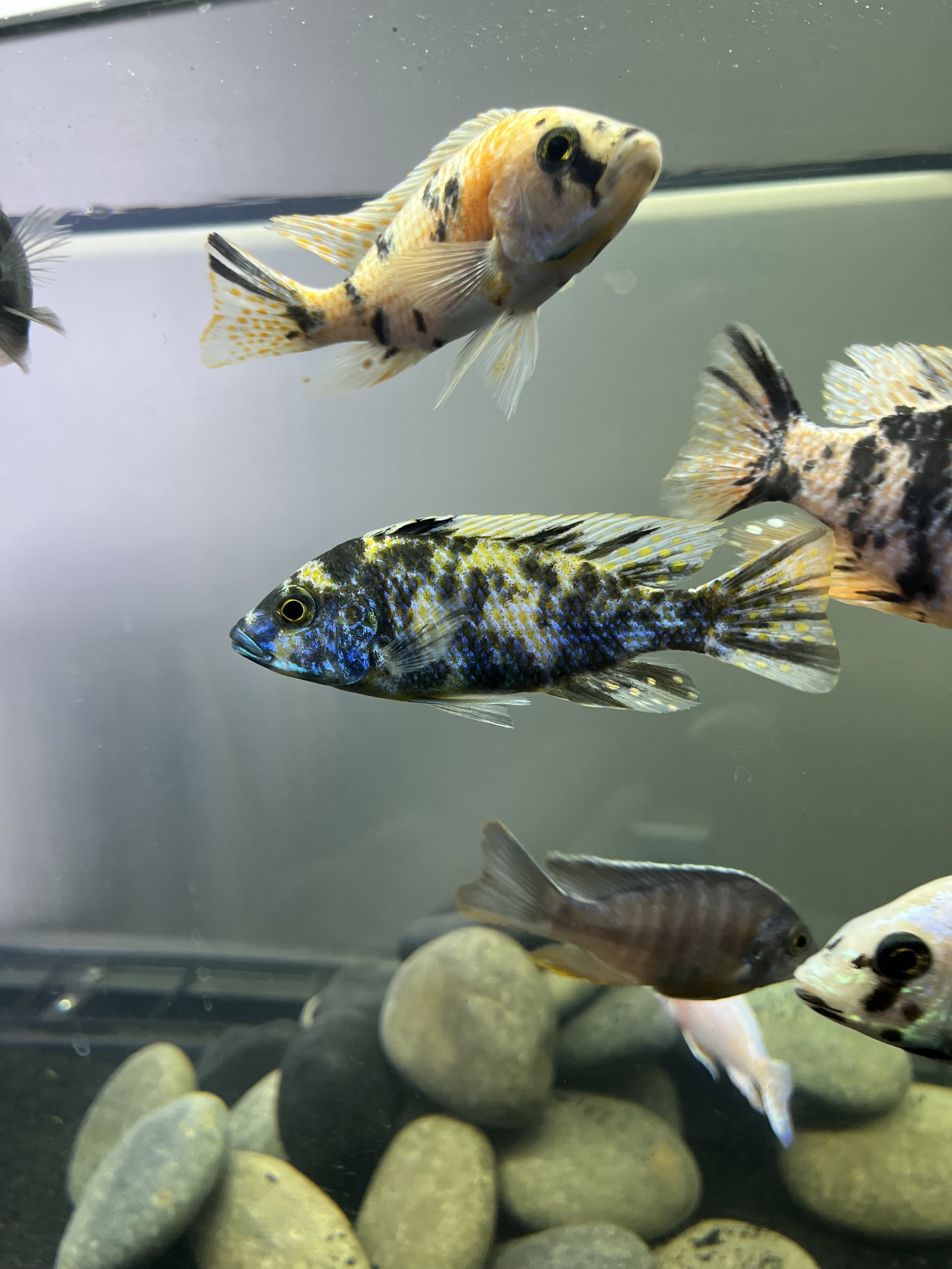 RANDOM Multi-colored OB Peacock 3-5 inch