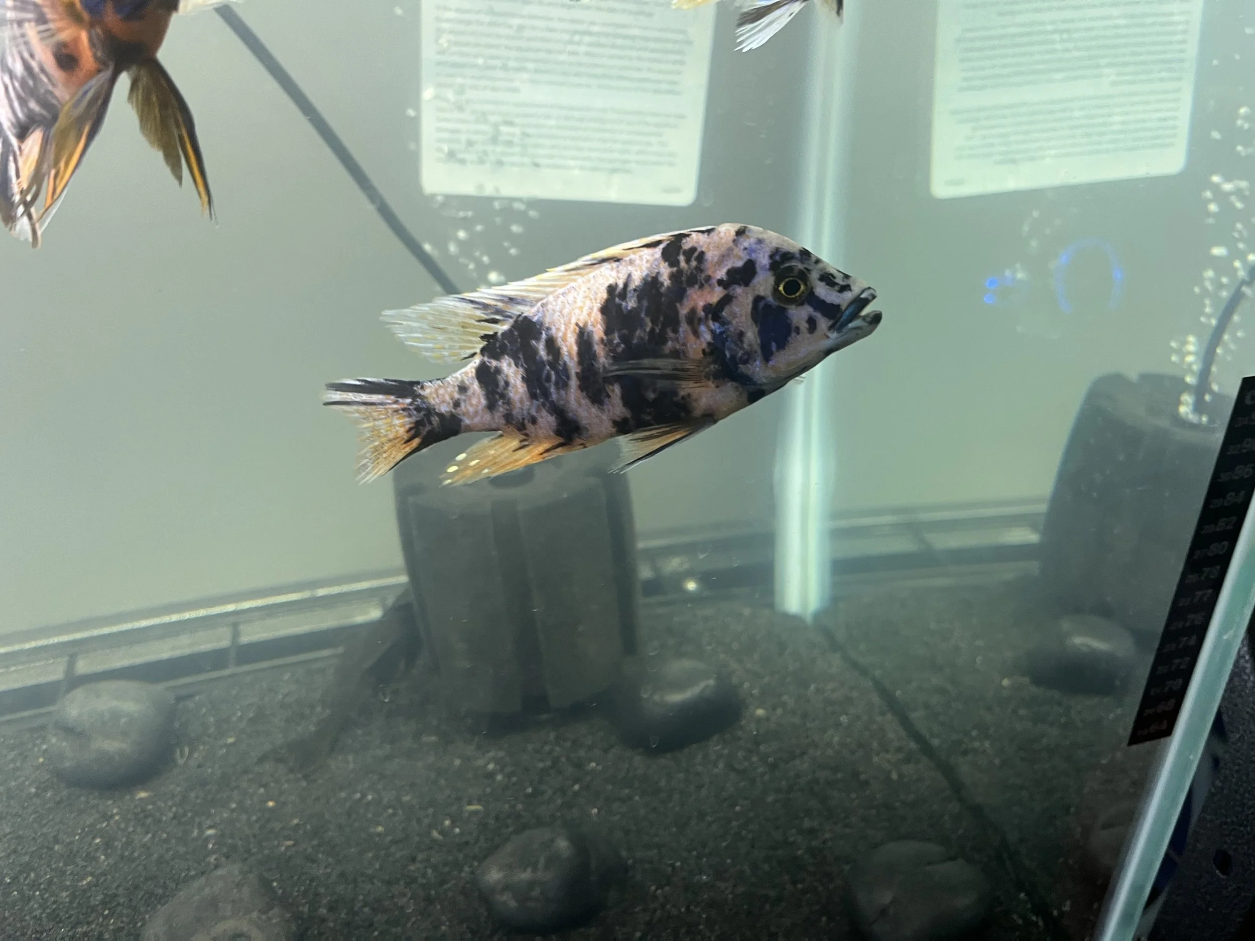 🐟 Pink OB Peacock Cichlid
