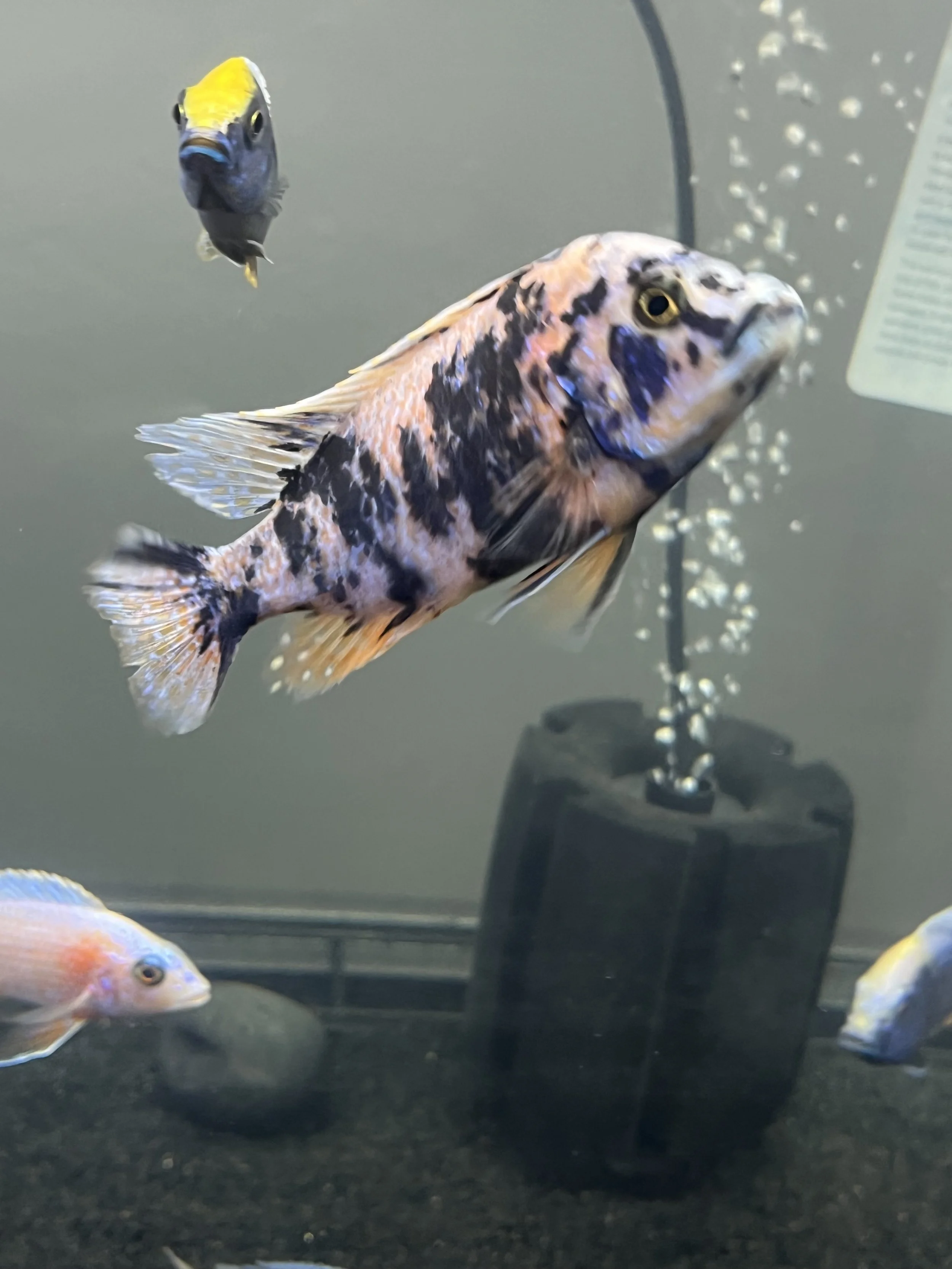 Multicolored OB