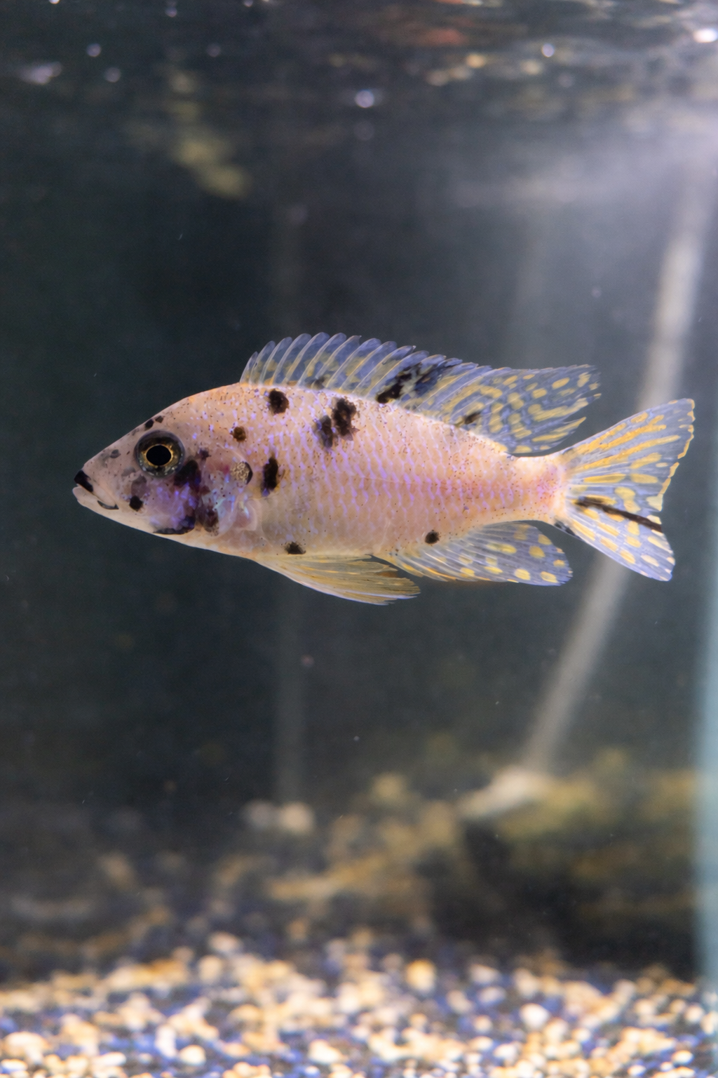 OB Peacock Cichlid (Aulonocara Hybrid)