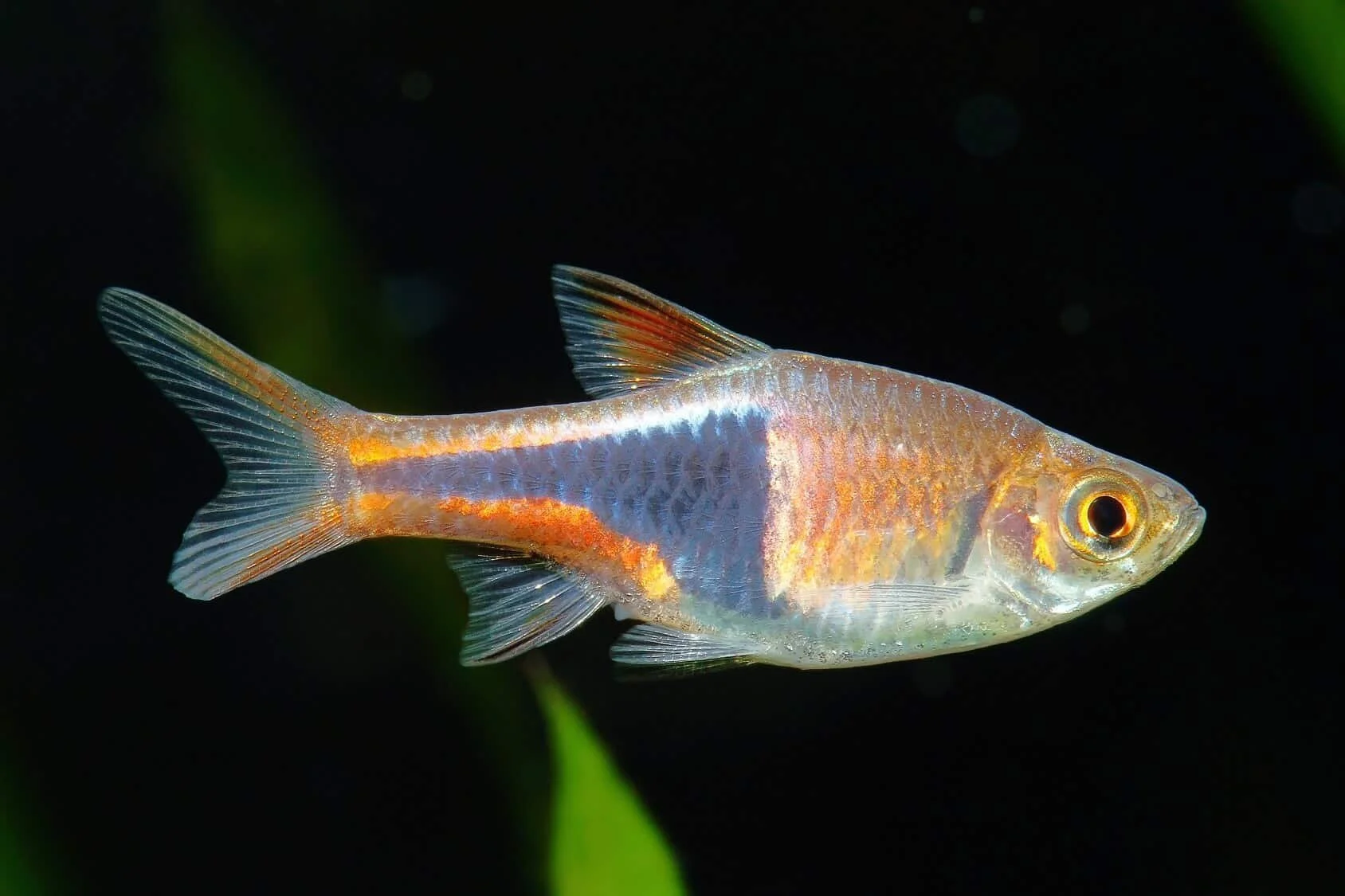 Harlequin Rasbora