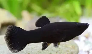 Black molly