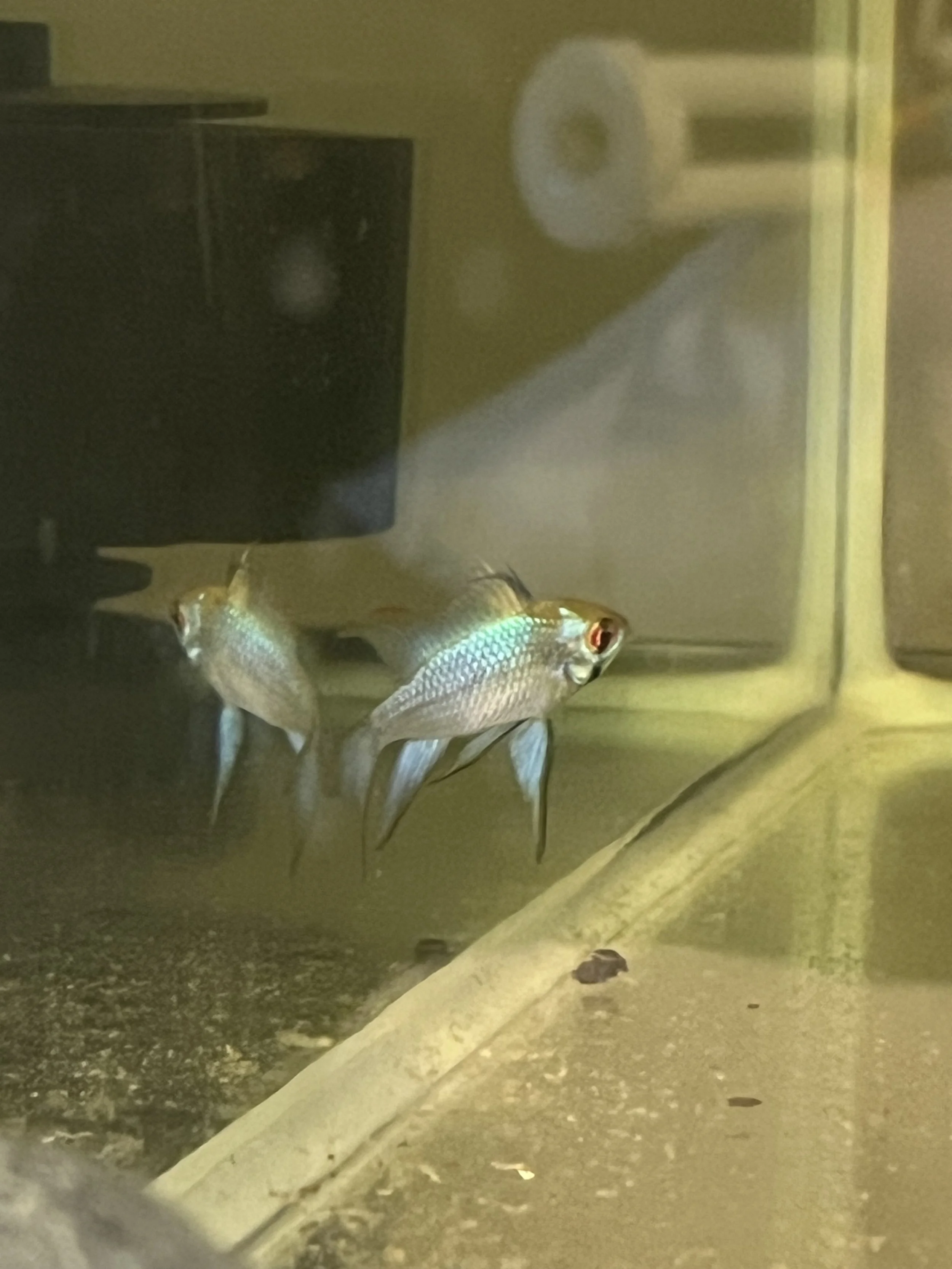 🐟 Ram Cichlid (Mikrogeophagus ramirezi)