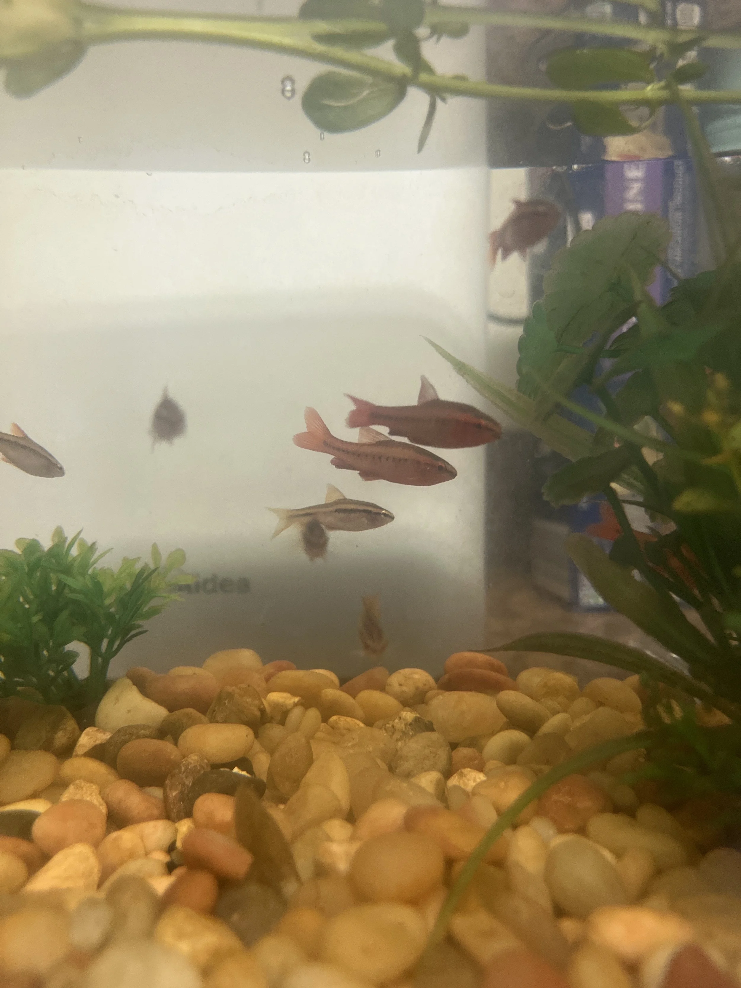 🐟 Red Barb